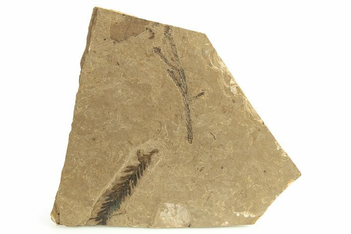 Fossil Conifer (Metasequoia & Thuja) Plate - McAbee, BC #276393